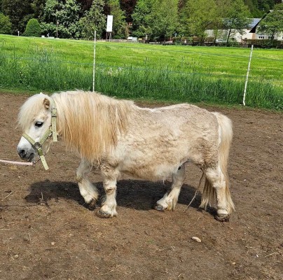 Ponny 
